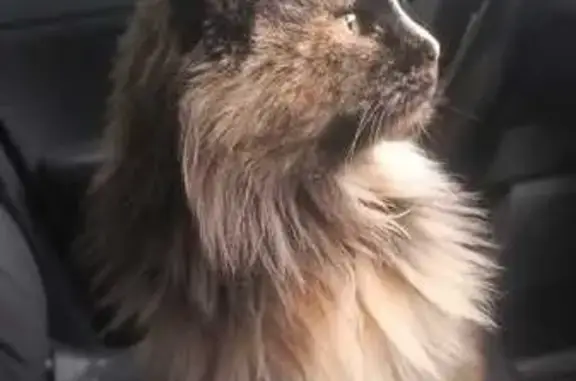 Найдена кошка, Челябинская область, фото: Кошка с котёнком найдены в СНТ Шахтёр