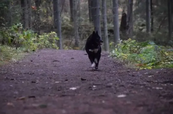 Собаки потеряшки, Ленинградская область, фото: Потеряшка собака, Ромашкинское СП, ЛО