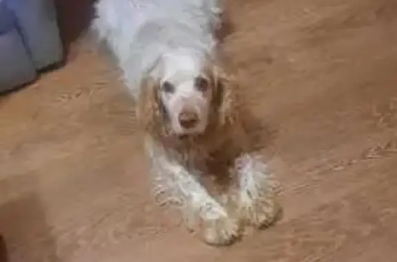 Собаки потеряшки, Омск, фото: Потеряшка собака, 6-я Марьяновская, Омск