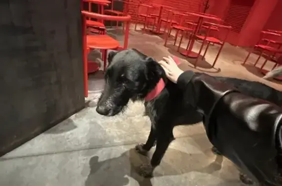 Найдена собака, Москва, фото: Собака найдена: 2-я Бауманская, 9/23 с3