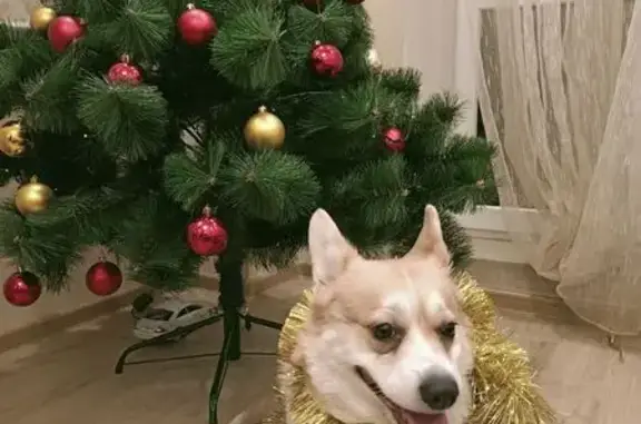 Пропала корги, СНТ Горизонт-1, Оренбург