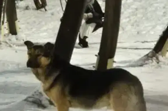 Собака найдена, ул. Герцена, Томск