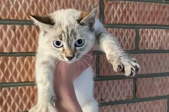 Найдена кошка, , фото: Кошка найдена: ул. Фадеева, 324/9