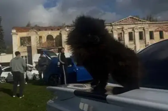 Пропала собака, ул. Гончарова 6, Загорянский