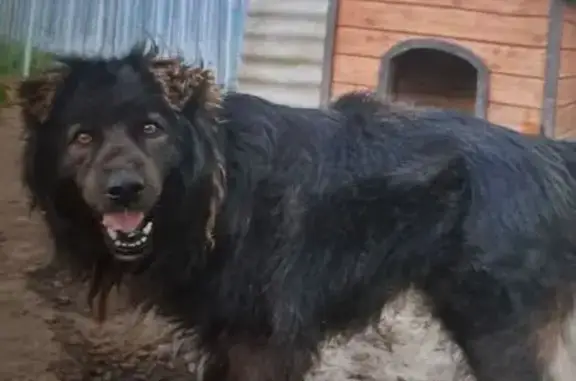 Пропала собака, Кирпичный пос., Павлово