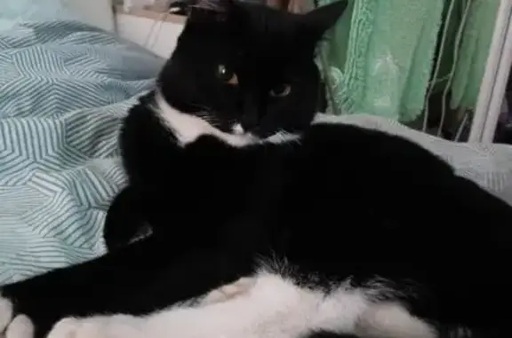 Найдена кошка, Тюмень, фото: Кот найден у подъезда на 50 лет Октября, 64