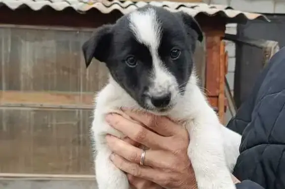 Пропала собака в Сысерти, Свердловская обл.