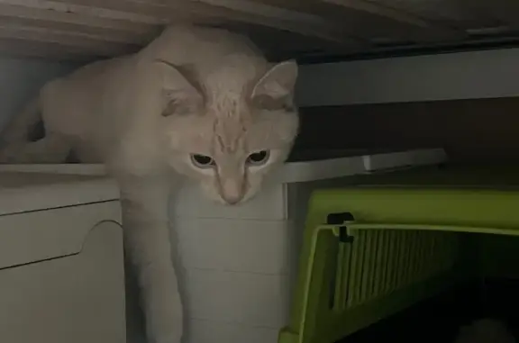 Найдена кошка, Москва, фото: Кошка найдена в Подсосенском переулке