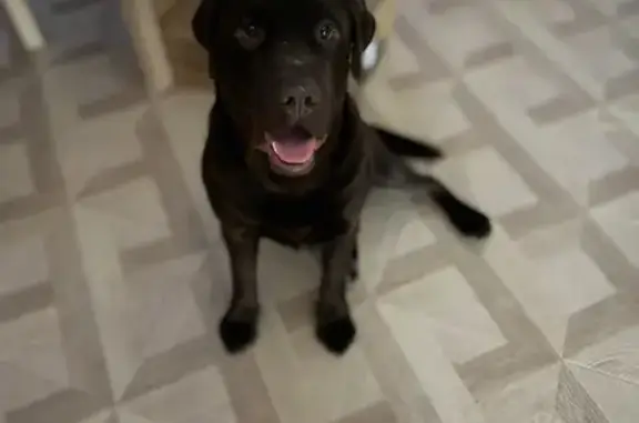 Пропала собака, ул. Новаторов, 12, Серов