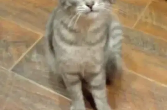 Пропала кошка, 6-я Парковая, 13, Ярославль