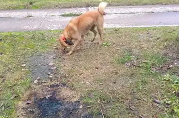 Найдена собака, , фото: Собака найдена: СНТ Озерное 1, МО