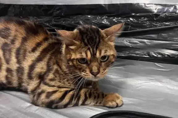 Найдена кошка, Владикавказ, фото: Кошка найдена: пр. Коста, Владикавказ