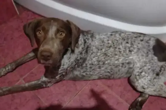 Собаки потеряшки, Владимирская область, фото: Потеряшка собака, Каринское с/п, Владимирщина