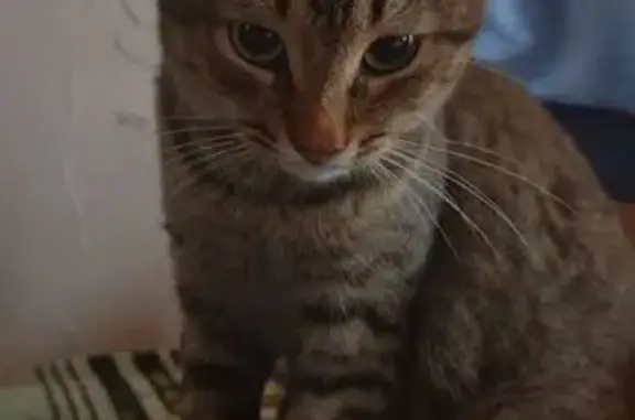 Кошки потеряшки, Самарская область, фото: Потеряшка кот, Самара, Самарская обл.