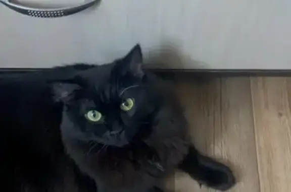 Кошки потеряшки, Кемерово, фото: Потеряшка кошка, Комсомольский пр., 49