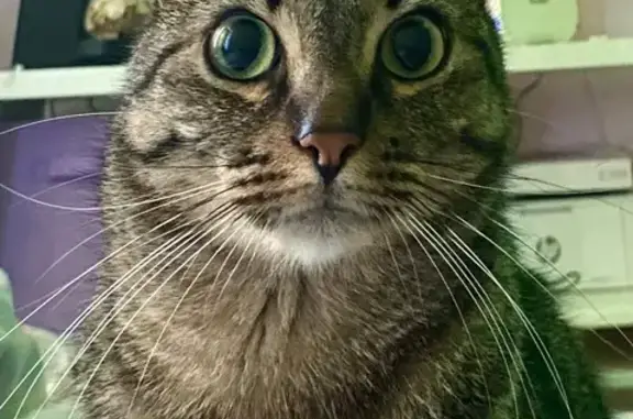 Пропала кошка, Белы Куна 25, СПб