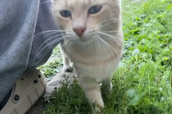 Кошки потеряшки, Буинск, фото: Потеряшкаи два питомца, ул. Ш. Мухамедова, 47