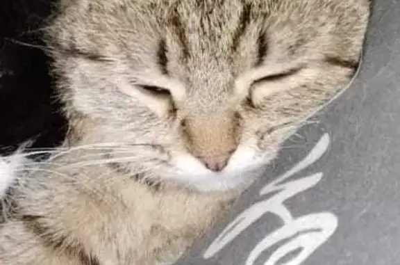 Пропала кошка на Боровой 10А, Кострома