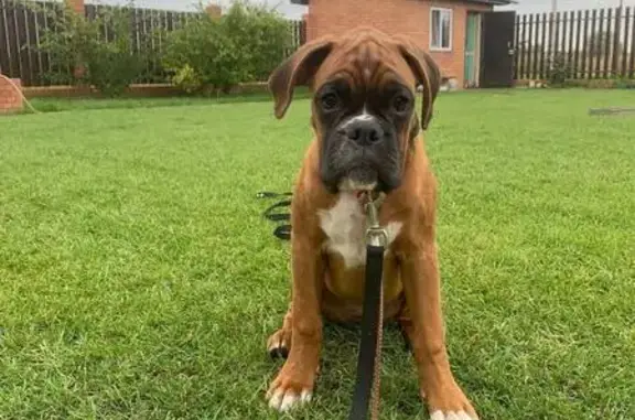 Собаки потеряшки, Омск, фото: Потеряшка собака, Омск, ул. Шебалдина 78