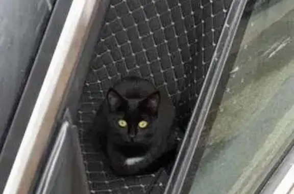 Пропала кошка, Пятигорск, Ессентукская 72