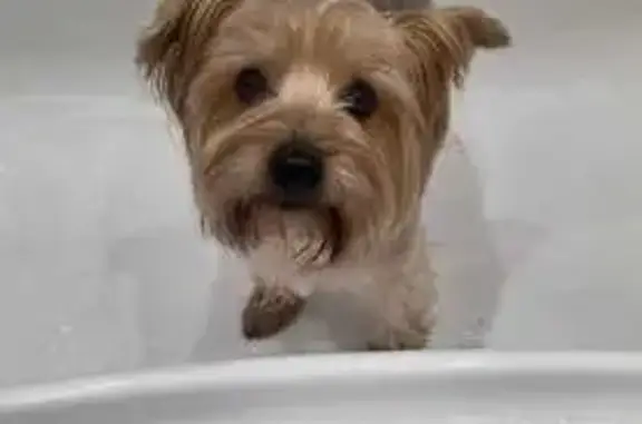 Собака найдена: ул. Миронова, 12, Ростов-на-Дону