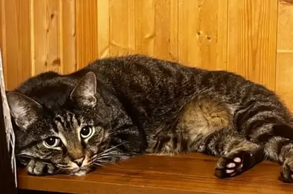 Пропала кошка, ул. Горького, Апариха