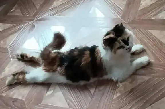 Найдена кошка, Невинномысск, фото: Кошка найдена, ул. Ленина 137, Невинномысск