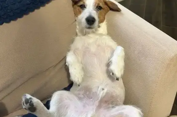 Пропала собака на Маршальской, 41, Ростов