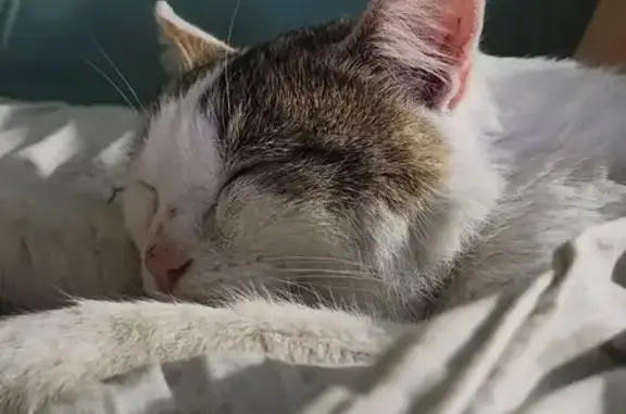 Найденные животные Нижегородская область, фото: Белая кошка найдена в Совинском, НО