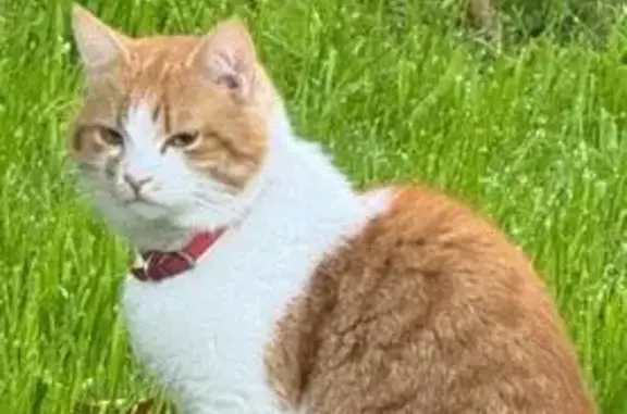 Кошки потеряшки, , фото: Потеряшка кошка, ул. Ощепкова, Коммунарка