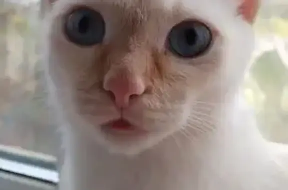 Пропала кошка, Революционная 14, Иваново