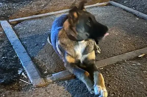 Найдена собака, Абакан, фото: Собака найдена: ул. Пушкина, Абакан