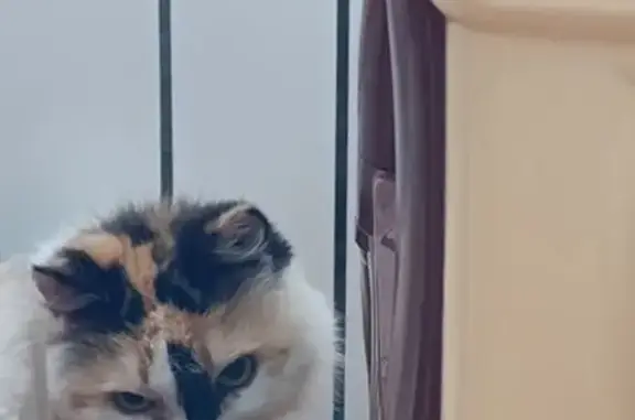 Найдена кошка, Невинномысск, фото: Кошка найдена ул. Кирова, Невинномысск