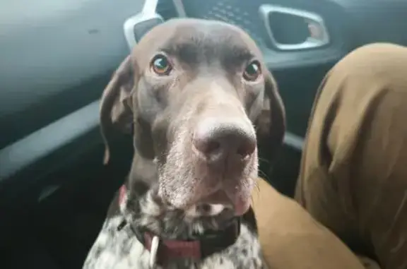 Найдена собака, Орехово, фото: Собака найдена: 41К-261, Орехово