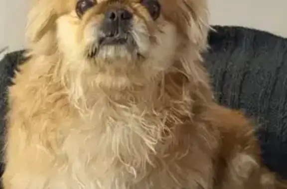 Найдена собака, Тюмень, фото: Собака найдена: ул. Гольцова, 24, Тюмень