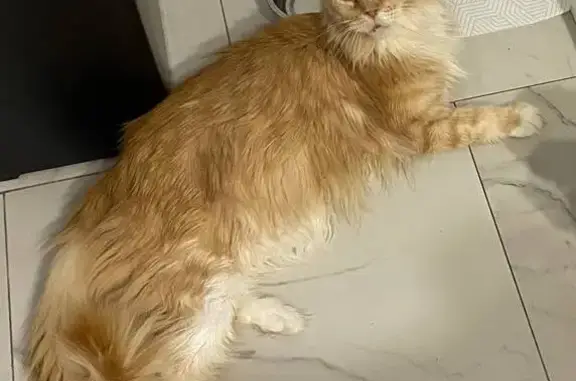 Кошки потеряшки, Московская область, фото: Потеряшка мейн-кун в Адуево, Дольче Вита