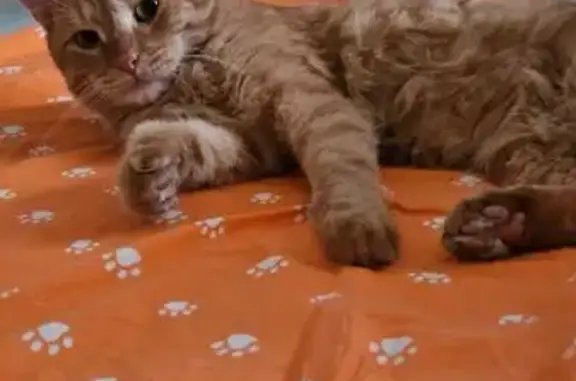 Кошка найдена: Ангарская 5, Москва