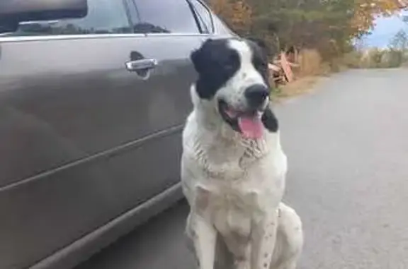 Собаки потеряшки, Саратов, фото: Потеряшка собака: 1-й Князевский, Саратов