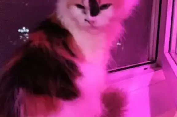 Найдена кошка, Невинномысск, фото: Трехцветная кошка найдена, ул. Кирова, Невинномысск