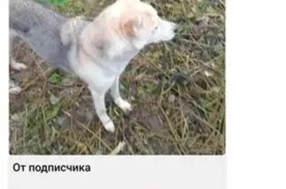 Найдена собака, Казань, фото: Собака найдена: Лечебная ул., 7, Казань