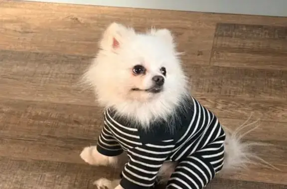 Собаки потеряшки, , фото: Потеряшка собака в Новой Туре, Татарстан