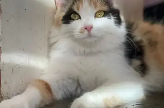 Пропала кошка, ул. Ладыгина 21, Симферополь