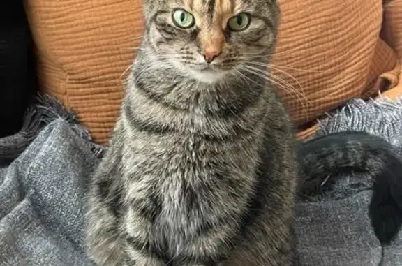 Пропала кошка, Моховая ул., 27-29, СПб