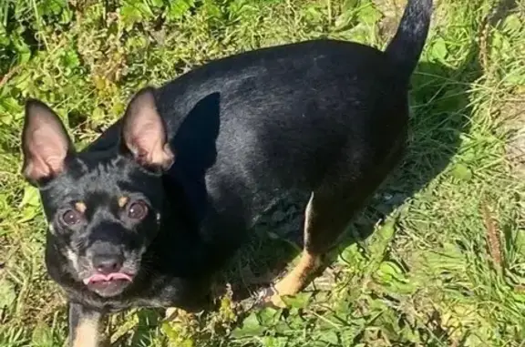 Собаки потеряшки, Тюмень, фото: Потеряшка собака Луна, ул. Стрелочная, Тюмень