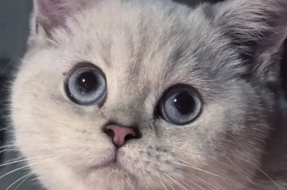 Кошки потеряшки, Московская область, фото: Потеряшка кошка, 460 Московская область