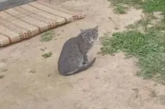 Кошки потеряшки, Минск, фото: Потеряшка кошка, 3-й Загородный пер. 9, Минск