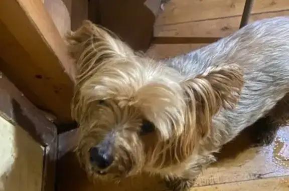 Найдена собака, Куйвози-2 Снт, фото: Собака найдена: Первомайская ул., 2, Куйвози