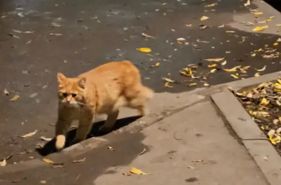 Найдена кошка, Москва, фото: Найдена кошка, пр. Андропова, 46 к2