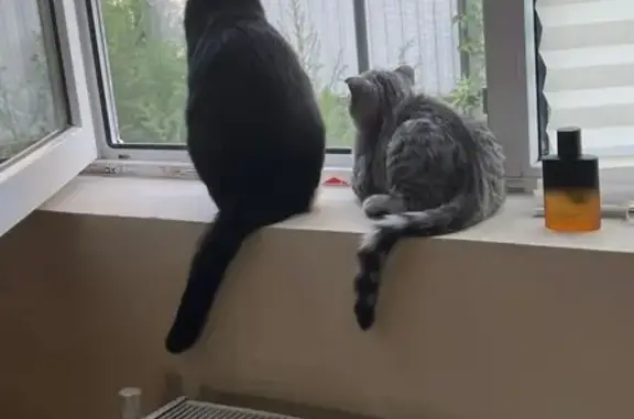 Кошки потеряшки, Астрахань, фото: Потеряшка кошка, 1-й Персиковый пер., 12