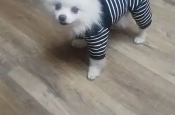 Собаки потеряшки, , фото: Потеряшка собака на Совхозной, Новая Тура